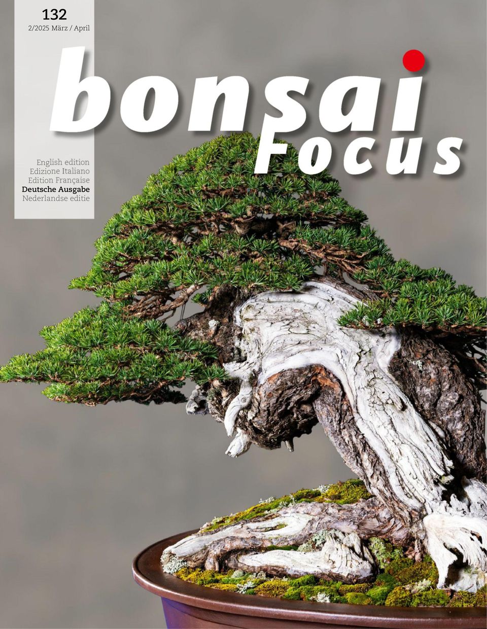 Bonsai Focus DE März / April 2025