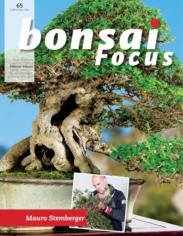 Bonsai Focus IT