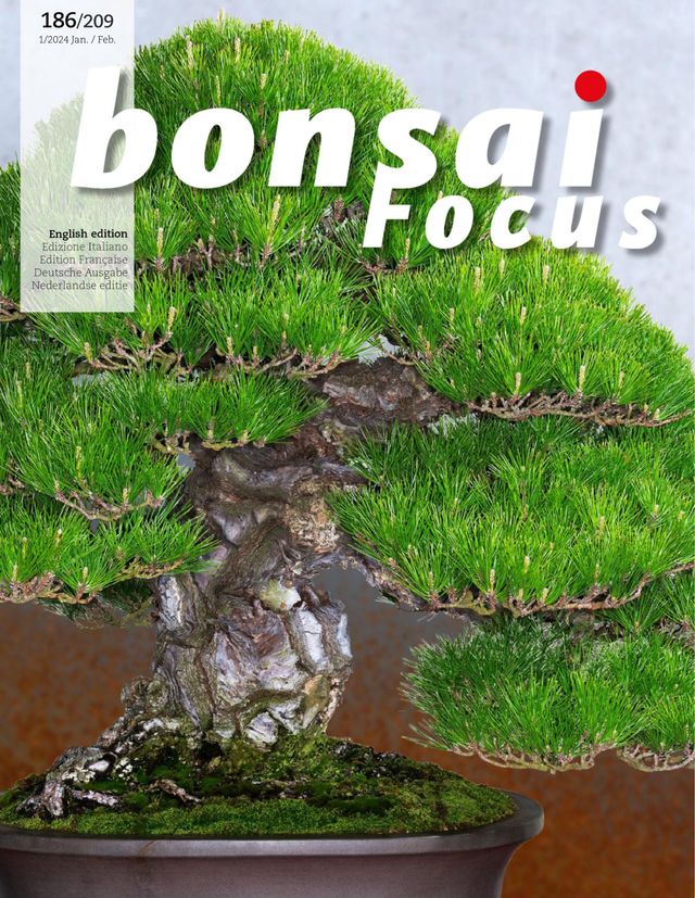 Bonsai Focus ES