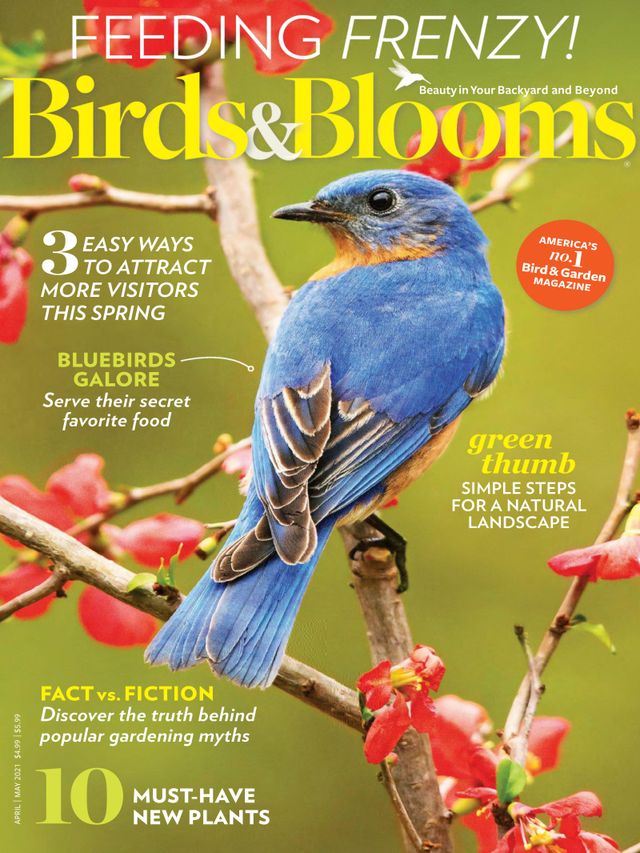 Birds & Blooms