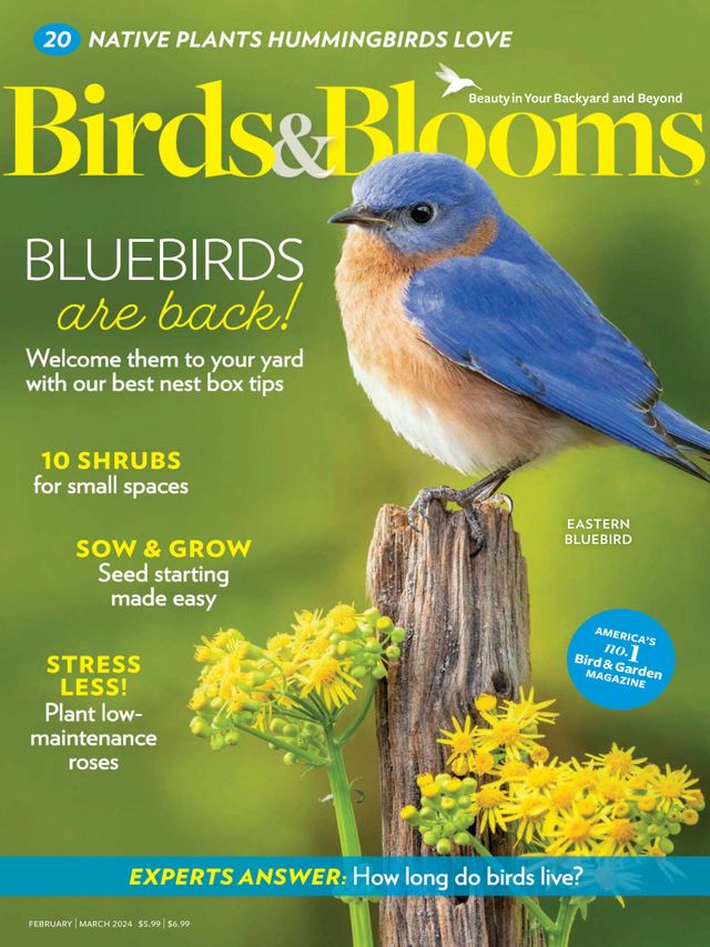 Birds & Blooms