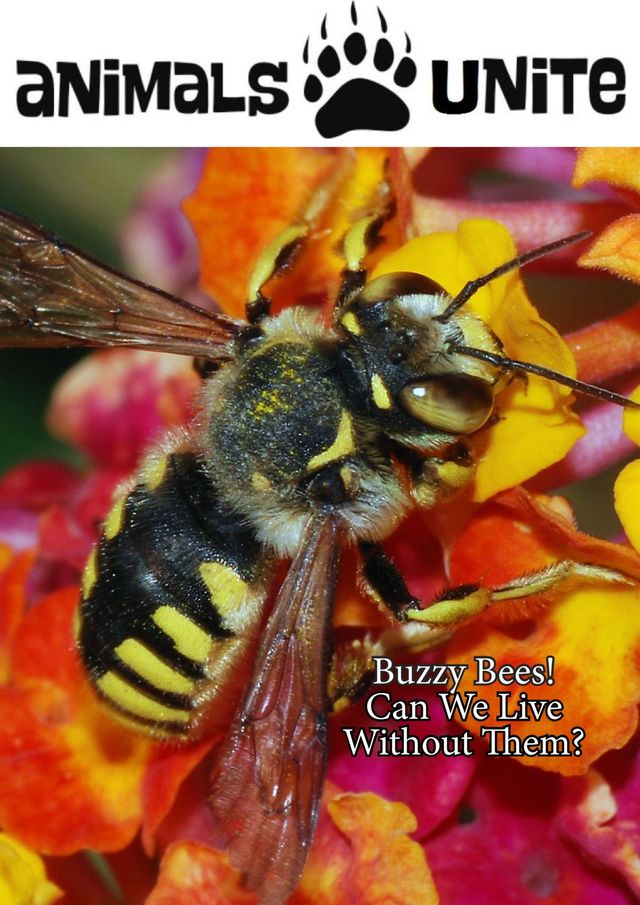 Animals Write