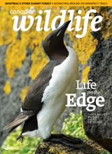Canadian Wildlife