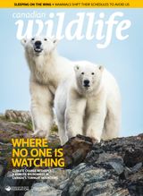 Canadian Wildlife