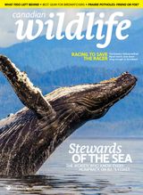 Canadian Wildlife