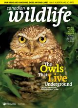 Canadian Wildlife