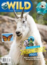 Wild Canada