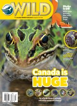 Wild Canada