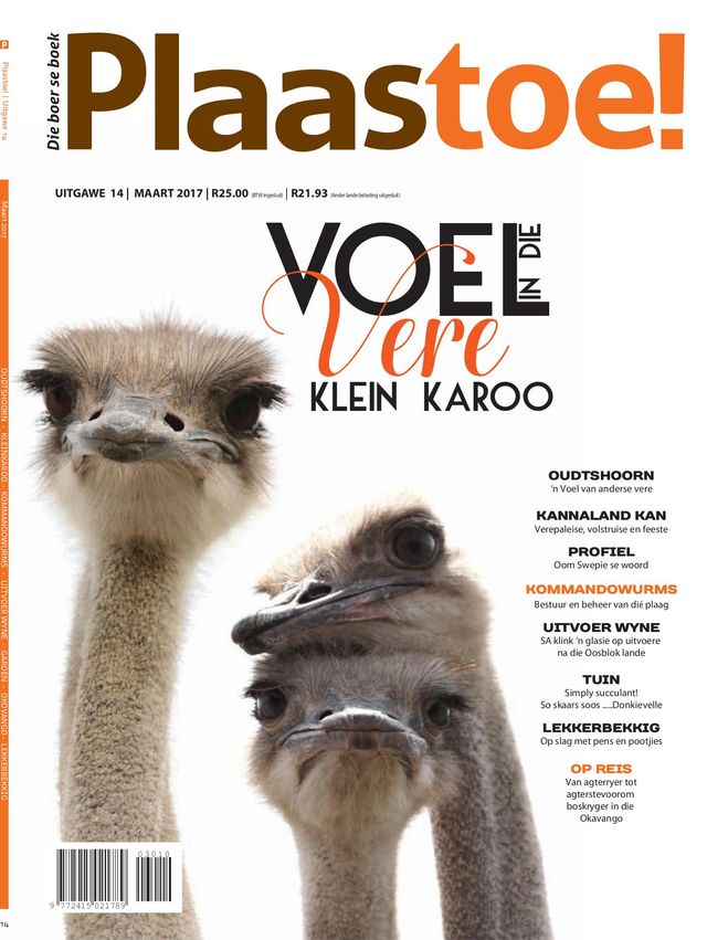 Plaastoe