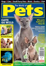 Issue 1
