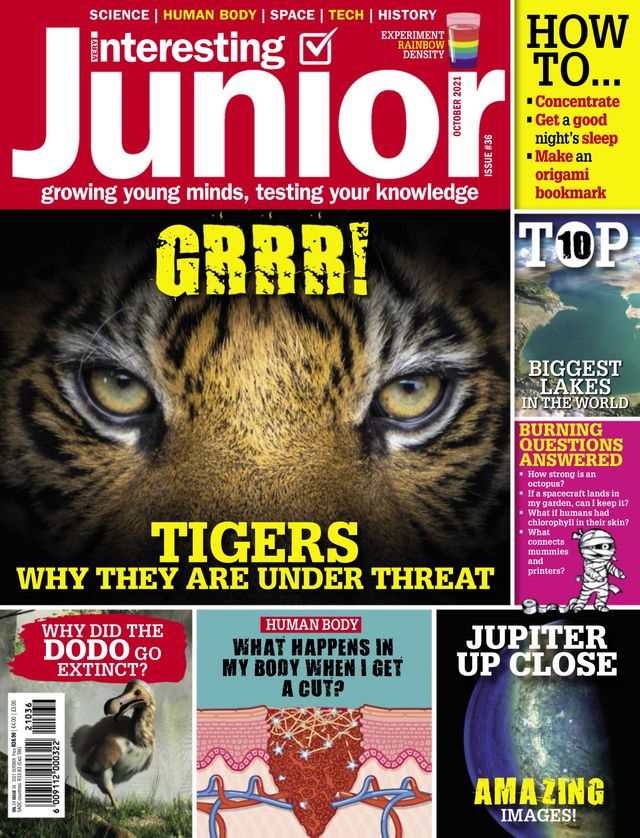 Very Interesting Junior