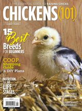Chickens 101 2020