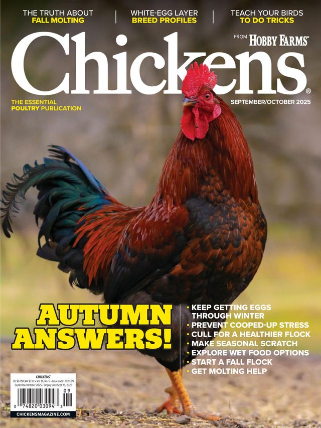 Chickens