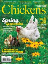 Chickens