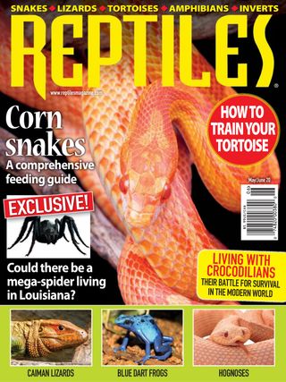 Dragon Snake - Reptiles Magazine