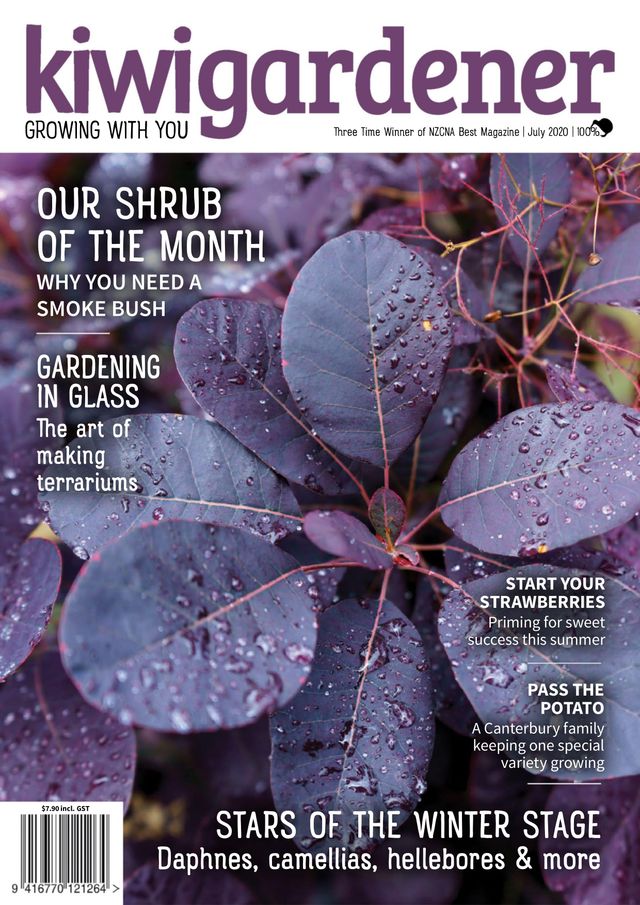 Kiwi Gardener