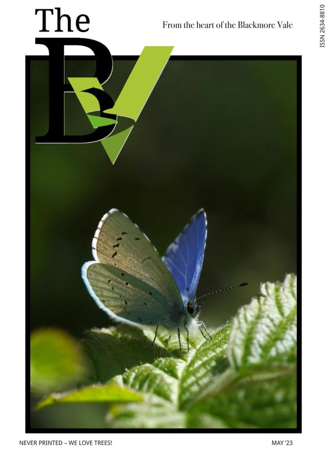 The BV Magazine