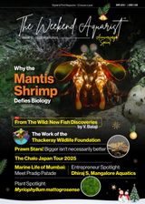 The Weekend Aquarist