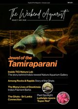 The Weekend Aquarist